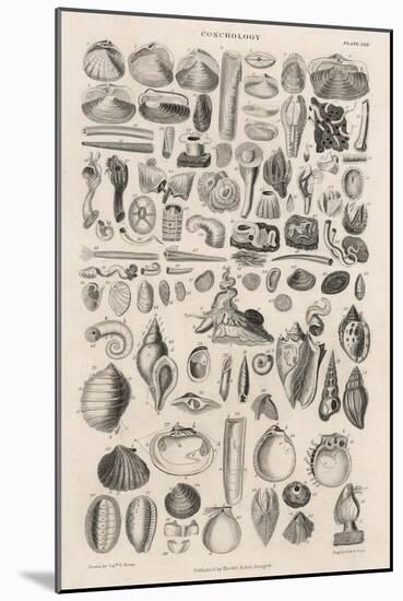 Variety of Sea Shells-null-Mounted Art Print