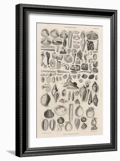 Variety of Sea Shells-null-Framed Art Print