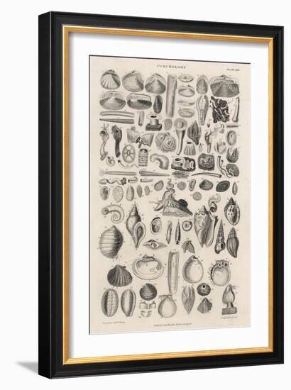 Variety of Sea Shells-null-Framed Art Print