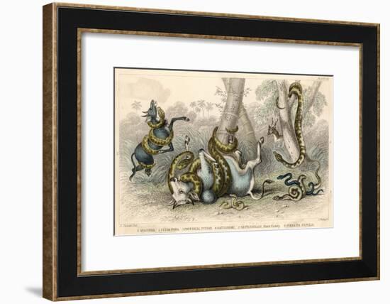 Variety of Snakes-null-Framed Art Print