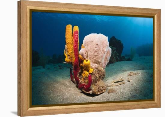 Variety of Sponges-Reinhard Dirscherl-Framed Premier Image Canvas