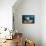 Variety of Sponges-Reinhard Dirscherl-Framed Premier Image Canvas displayed on a wall