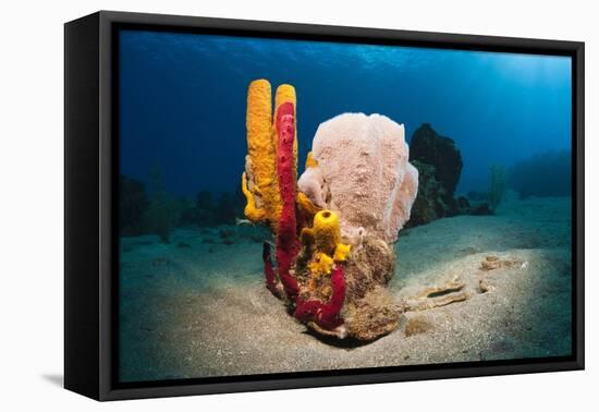 Variety of Sponges-Reinhard Dirscherl-Framed Premier Image Canvas