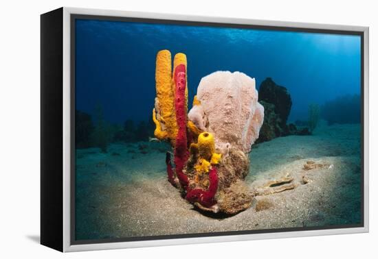 Variety of Sponges-Reinhard Dirscherl-Framed Premier Image Canvas