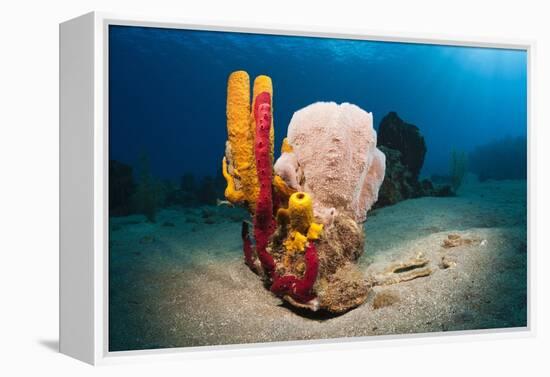 Variety of Sponges-Reinhard Dirscherl-Framed Premier Image Canvas