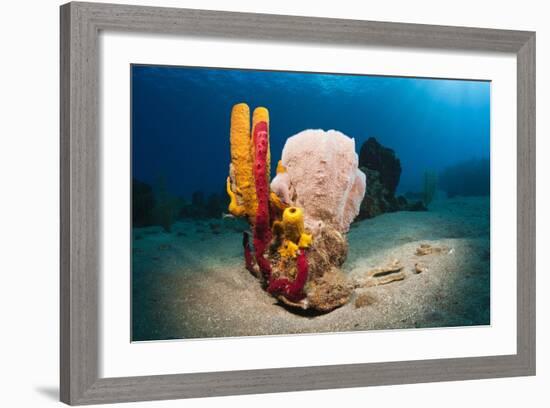 Variety of Sponges-Reinhard Dirscherl-Framed Photographic Print