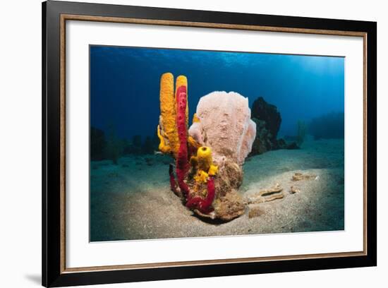 Variety of Sponges-Reinhard Dirscherl-Framed Photographic Print