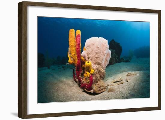 Variety of Sponges-Reinhard Dirscherl-Framed Photographic Print