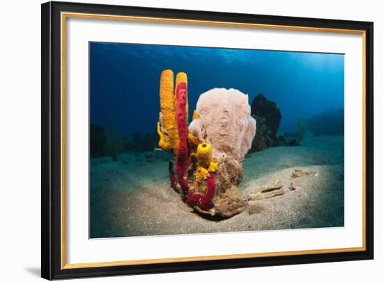 Variety of Sponges-Reinhard Dirscherl-Framed Photographic Print
