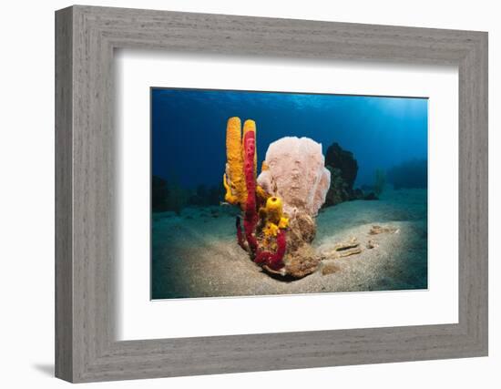 Variety of Sponges-Reinhard Dirscherl-Framed Photographic Print