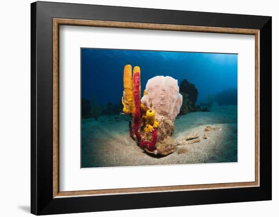 Variety of Sponges-Reinhard Dirscherl-Framed Photographic Print