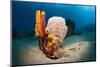 Variety of Sponges-Reinhard Dirscherl-Mounted Photographic Print