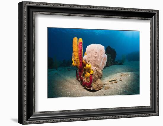 Variety of Sponges-Reinhard Dirscherl-Framed Photographic Print