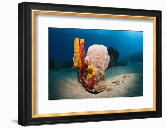 Variety of Sponges-Reinhard Dirscherl-Framed Photographic Print