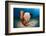 Variety of Sponges-Reinhard Dirscherl-Framed Photographic Print