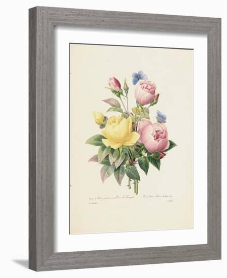 Variety of Yellow Roses and Bengal Roses-Pierre Joseph Redout?-Framed Giclee Print