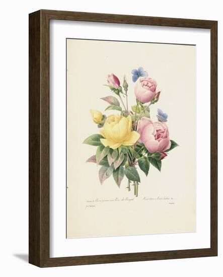 Variety of Yellow Roses and Bengal Roses-Pierre Joseph Redout?-Framed Giclee Print