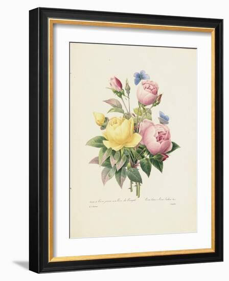 Variety of Yellow Roses and Bengal Roses-Pierre Joseph Redout?-Framed Giclee Print