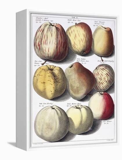 Various Apples, 1758-Johann Hermann Knoop-Framed Premier Image Canvas