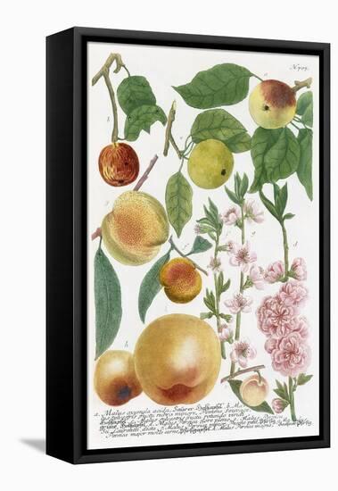 Various Apples-Georg Dionysius Ehret-Framed Premier Image Canvas