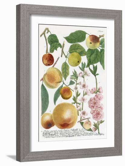 Various Apples-Georg Dionysius Ehret-Framed Giclee Print