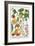 Various Apples-Georg Dionysius Ehret-Framed Giclee Print