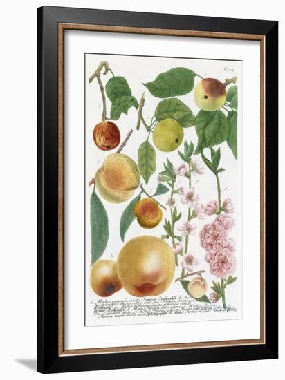 Various Apples-Georg Dionysius Ehret-Framed Giclee Print