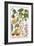 Various Apples-Georg Dionysius Ehret-Framed Giclee Print