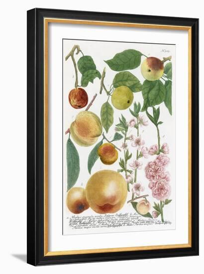 Various Apples-Georg Dionysius Ehret-Framed Giclee Print