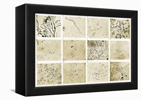 Various Bacilli Observed by Robert Koch-Science Source-Framed Premier Image Canvas