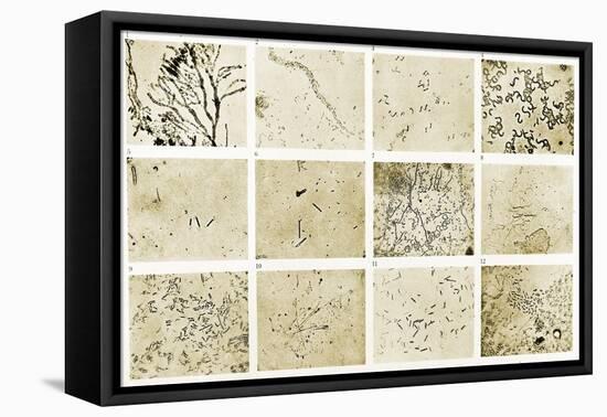 Various Bacilli Observed by Robert Koch-Science Source-Framed Premier Image Canvas