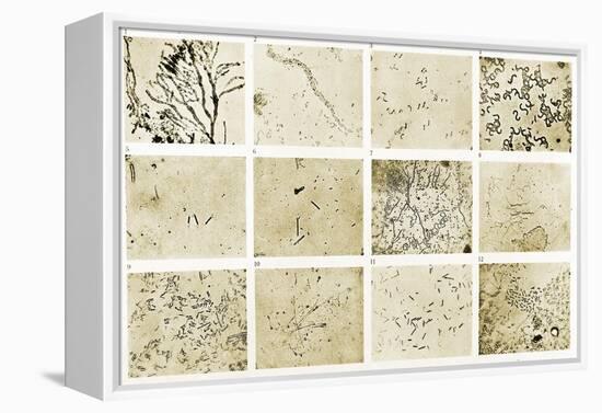 Various Bacilli Observed by Robert Koch-Science Source-Framed Premier Image Canvas