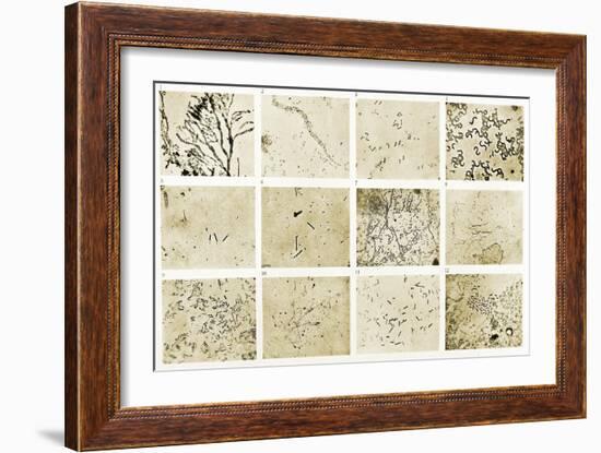 Various Bacilli Observed by Robert Koch-Science Source-Framed Giclee Print