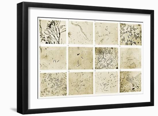 Various Bacilli Observed by Robert Koch-Science Source-Framed Giclee Print