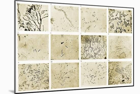 Various Bacilli Observed by Robert Koch-Science Source-Mounted Giclee Print