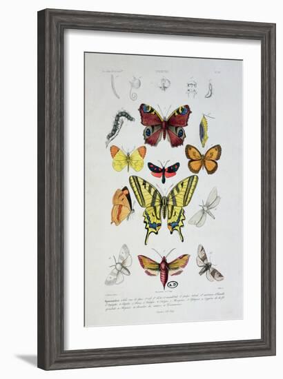 Various Butterflies from "Dictionnaire Elementaire D'Histoire Naturelle"-A. Baron-Framed Giclee Print