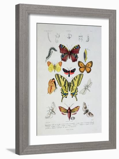 Various Butterflies from "Dictionnaire Elementaire D'Histoire Naturelle"-A. Baron-Framed Giclee Print