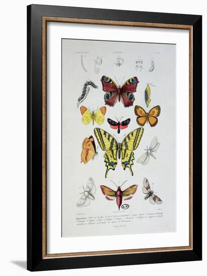 Various Butterflies from "Dictionnaire Elementaire D'Histoire Naturelle"-A. Baron-Framed Giclee Print