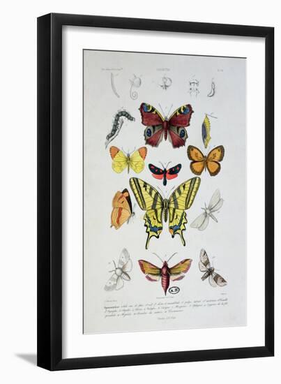 Various Butterflies from "Dictionnaire Elementaire D'Histoire Naturelle"-A. Baron-Framed Giclee Print