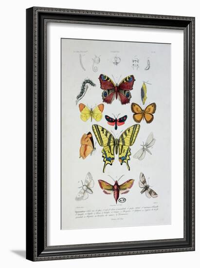 Various Butterflies from "Dictionnaire Elementaire D'Histoire Naturelle"-A. Baron-Framed Giclee Print