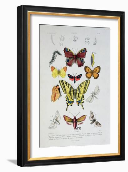 Various Butterflies from "Dictionnaire Elementaire D'Histoire Naturelle"-A. Baron-Framed Giclee Print