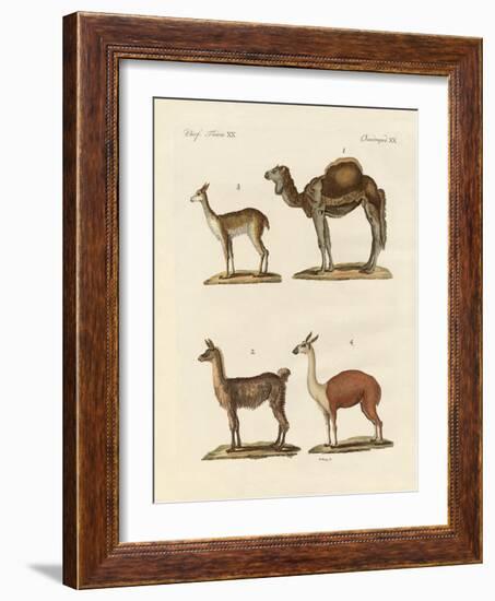 Various Camels-null-Framed Giclee Print