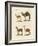 Various Camels-null-Framed Giclee Print