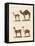 Various Camels-null-Framed Premier Image Canvas