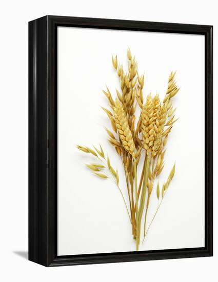 Various Cereal Ears-null-Framed Premier Image Canvas