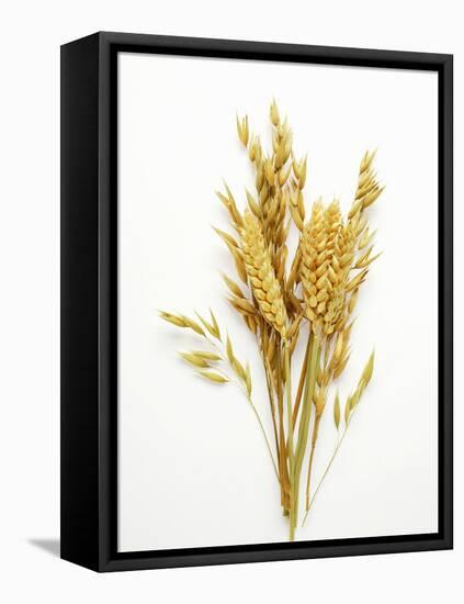 Various Cereal Ears-null-Framed Premier Image Canvas