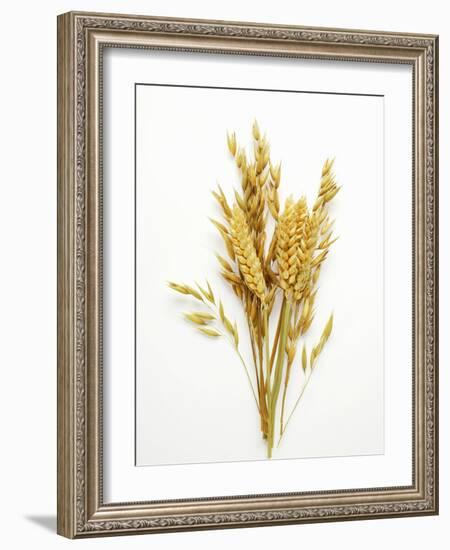 Various Cereal Ears-null-Framed Photographic Print