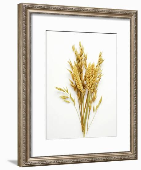 Various Cereal Ears-null-Framed Photographic Print