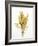 Various Cereal Ears-null-Framed Photographic Print