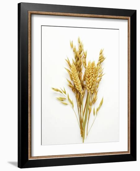 Various Cereal Ears-null-Framed Photographic Print